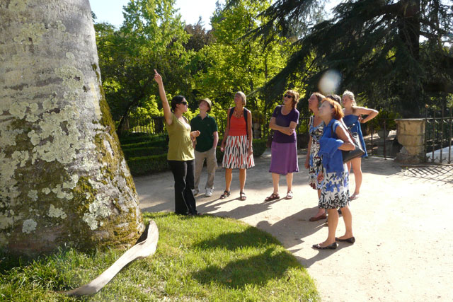 Sequoia sempervirens