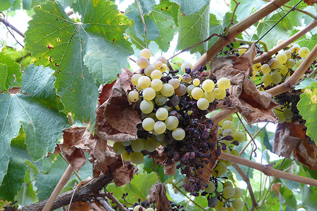 Hier zie je goed hoeveel druiven er verdroogd zijn.
