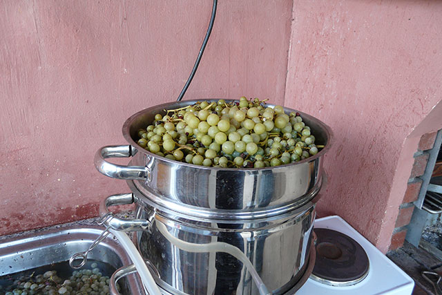 De druiven gaan in de pan.