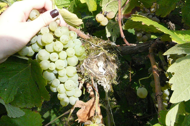 Vogelnestje in wijnstok