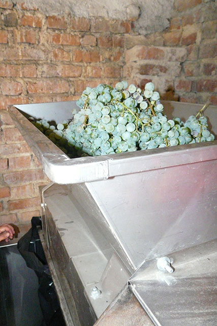 Trechter met druiven boven gistingstank