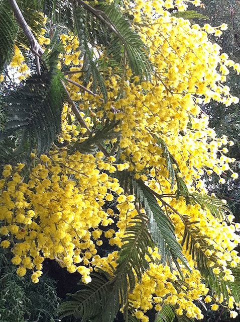 mimosa. Foto Winy Schalke