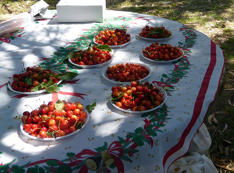 Na afloop (onder andere): kersen eten!