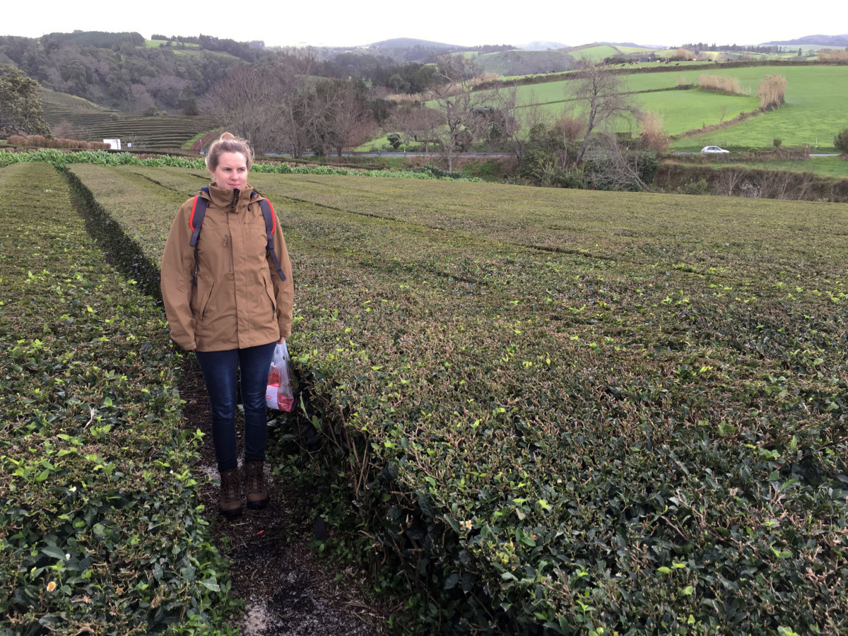 Theeveld van de Gorreana thee plantage