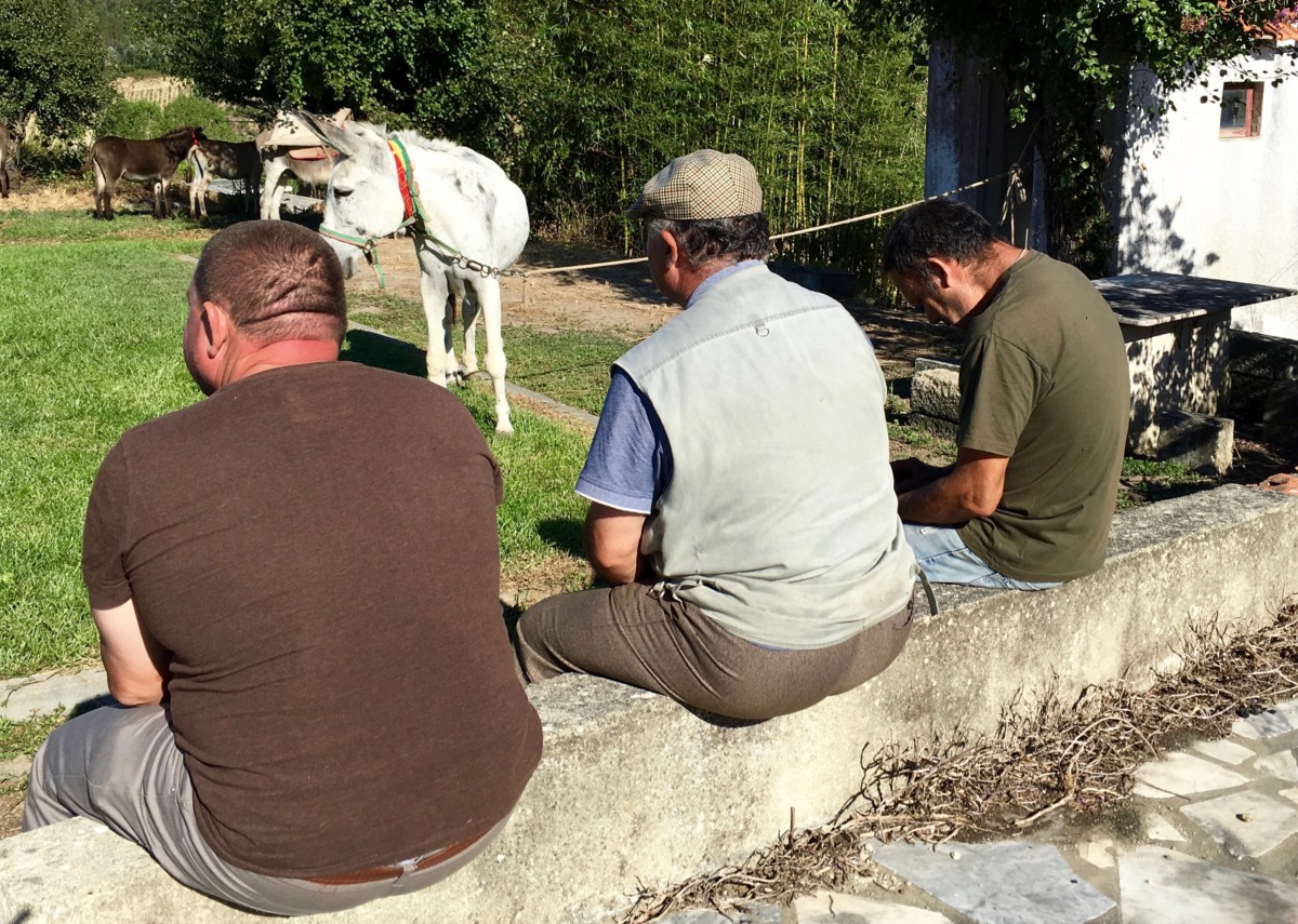 Drie eigenaars met hun ezels voordat de ezelrace begint