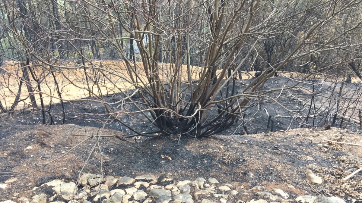 Een deel van onze tuin, na de brand