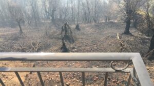 Onze tuin, de volgende ochtend