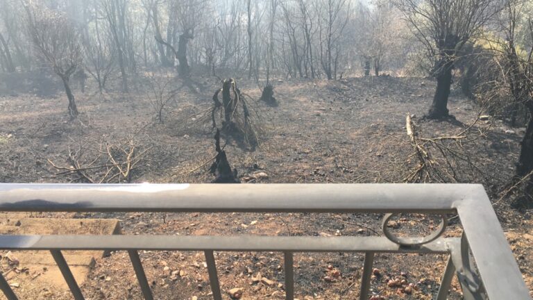 Onze tuin, de volgende ochtend